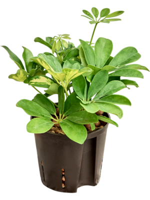 Schefflera arboricola 'Gold Capella'
