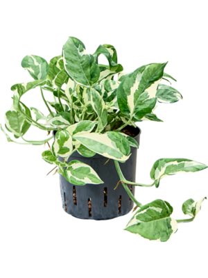 Scindapsus (Epipremnum) 'Glacier'