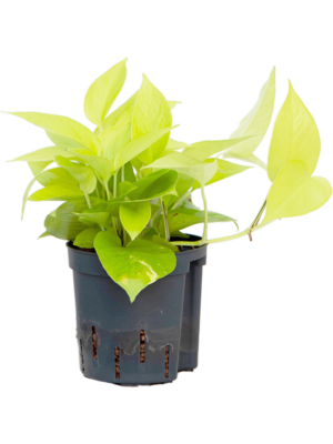 Scindapsus (Epipremnum) 'Golden pothos'