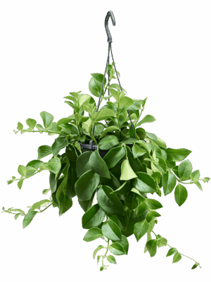 Aeschynanthus 'Mona Lisa'