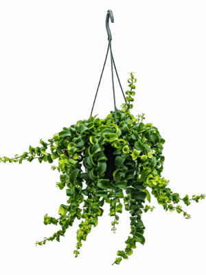 Aeschynanthus 'Rasta'