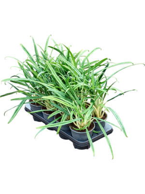 Aglaonema 'BitKiss' 8/tray