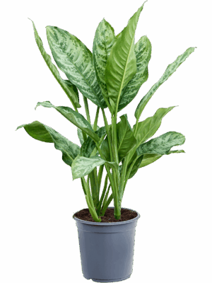 Aglaonema 'Chantal'