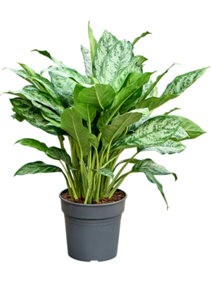 Aglaonema 'Chantal'