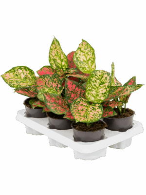 Aglaonema 'Crimson Love' 6/tray