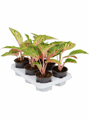 Aglaonema 'Coco Melon' 6/tray
