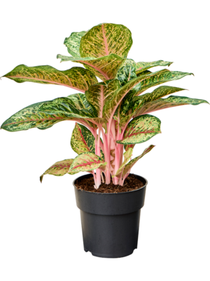 Aglaonema 'Carnival Queen'