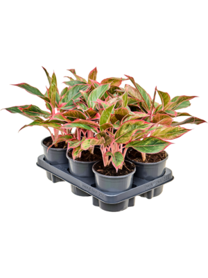 Aglaonema 'Siam Red' 6/tray