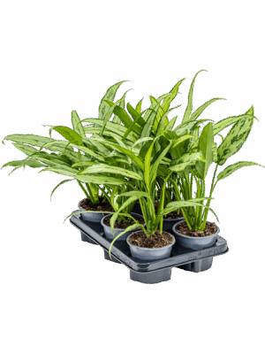 Aglaonema 'Cutlass' 6/tray