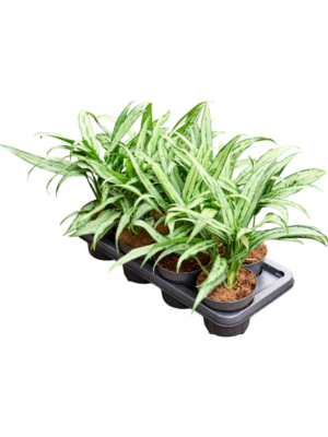 Aglaonema 'Cutlass' 7/tray