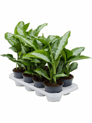 Aglaonema 'Diamond Bay' 8/tray
