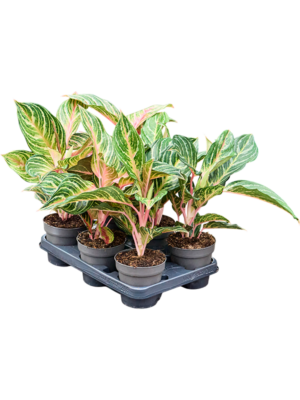Aglaonema 'Dreamcatcher' 6/tray