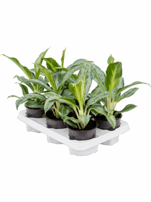 Aglaonema 'Emerald Stone' 6/tray