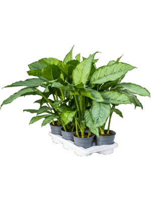 Aglaonema 'Freedman' 6/tray