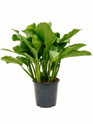 Aglaonema 'Freedman'