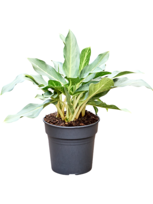Aglaonema 'Ghost'