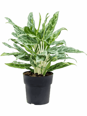 Aglaonema 'Greyhound'