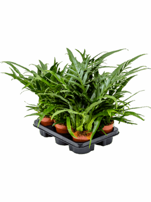 Aglaomorpha 'Jim' 6/tray