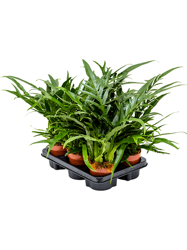 Aglaomorpha 'Jim' 6/tray