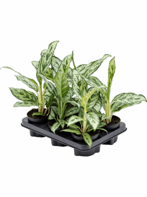 Aglaonema 'Laurel Green' 6/tray
