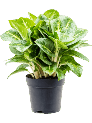 Aglaonema 'Lemon Mint'