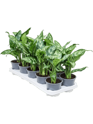 Aglaonema 'Maria' 10/tray