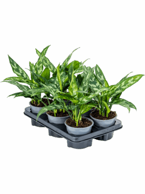 Aglaonema 'Maria' 6/tray