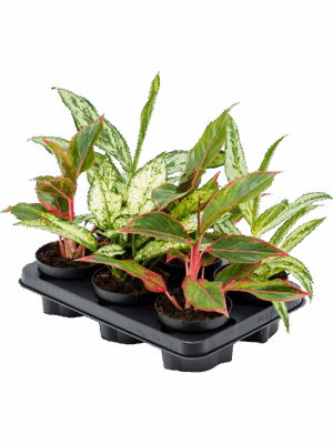 Aglaonema mix 6/tray