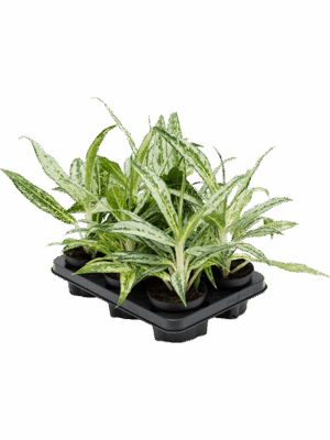 Aglaonema 'Matcha Lemon' 6/tray