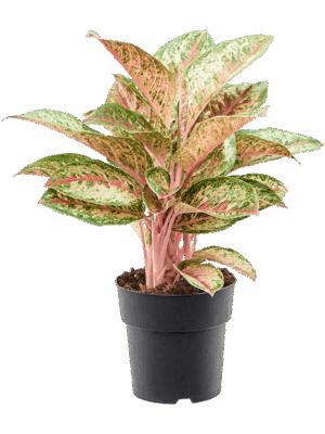 Aglaonema 'Painted Celebration'
