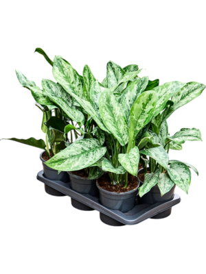 Aglaonema ‘Painted Princes’ 6/tray