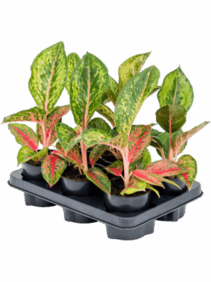 Aglaonema 'Paradise Red' 6/tray