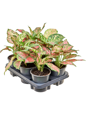 Aglaonema 'Red Valentine' 6/tray