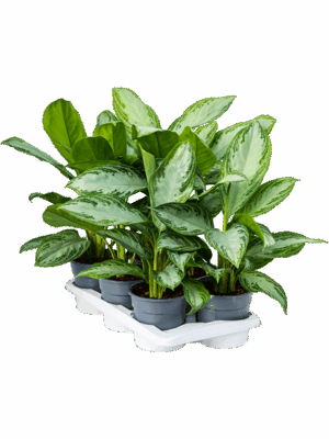 Aglaonema 'Silver Bay' 6/tray