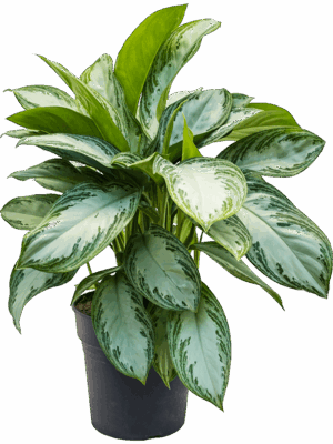 Aglaonema 'Silver Bay'