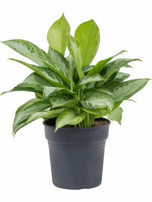 Aglaonema 'Silver Bay'