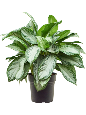 Aglaonema 'Silver Bay'