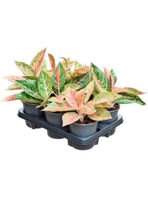 Aglaonema 'Starshine' 6/tray