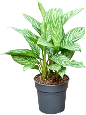 Aglaonema 'Stripes'