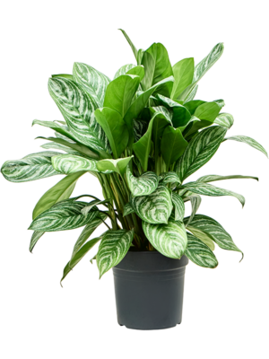 Aglaonema 'Stripes'