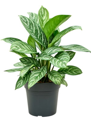 Aglaonema 'Stripes'