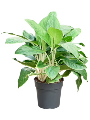 Aglaonema 'White Edge'