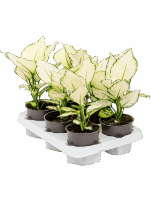 Aglaonema 'White Joy' 6/tray