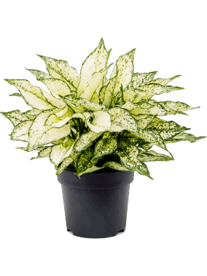 Aglaonema 'White Kiwi'