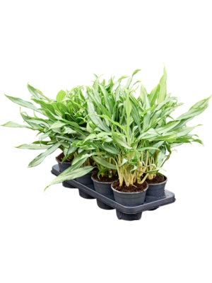 Aglaonema 'White Lance' 8/tray