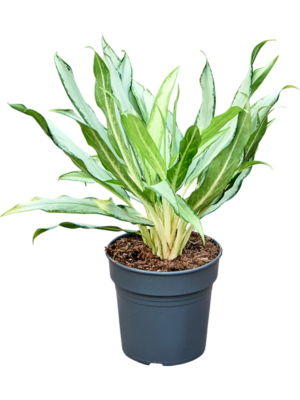 Aglaonema 'White Lance'