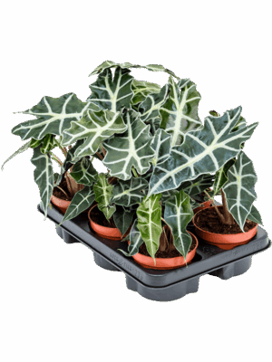 Alocasia 'Polly' 6/tray