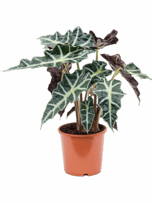 Alocasia 'Polly'