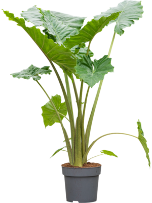 Alocasia 'Portodora'