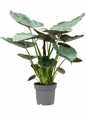 Alocasia Wentii